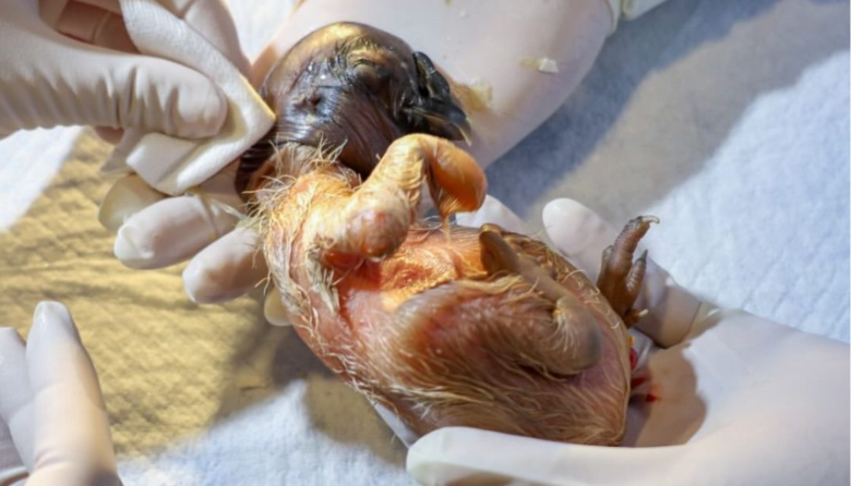 El Parque Jaime Duque celebró un logro histórico en la conservación del cóndor Andino